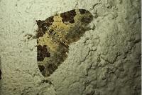 Xanthorhoe fluctuata
