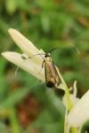 Adela reaumurella