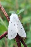 Diaphora mendica