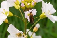 Cauchas rufimitrella