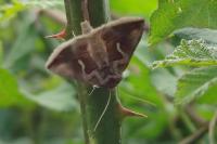 Macdunnoughia confusa