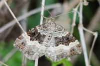 Epirrhoe alternata