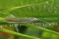 Coleophora