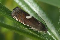 Grapholita lunulana