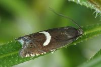 Grapholita lunulana