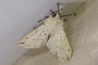 Spilosoma lubricipeda