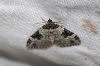 Xanthorhoe fluctuata