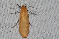 Wittia sororcula
