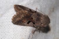 Orthosia gothica