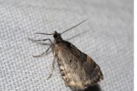 Chloroclysta siterata