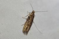 Scrobipalpa costella