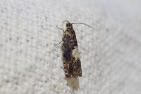 Pammene albuginana