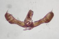 Pammene albuginana