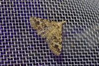 Alucita hexadactyla