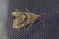 Parapoynx stratiotata