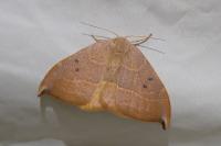 Watsonalla uncinula