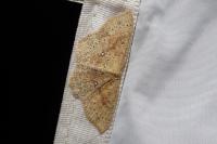 Cyclophora porata