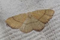 Cyclophora ruficiliaria