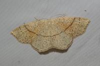 Cyclophora punctaria