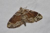 Xanthorhoe ferrugata/spadicearia