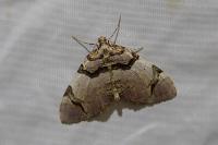 Anticlea derivata