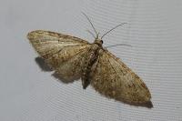 Eupithecia abbreviata