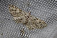 Gymnoscelis rufifasciata