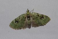 Chloroclystis v-ata