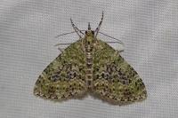 Acasis viretata