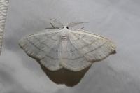 Cabera pusaria