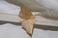 Gerinia honoraria