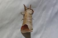 Clostera curtula