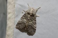Drymonia ruficornis