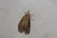 Schrankia costaestrigalis