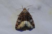 Deltote pygarga