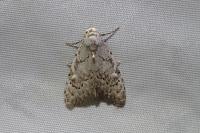 Nola confusalis