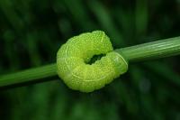 Orthosia cerasi