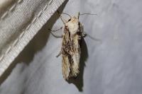 Egira conspicillaris