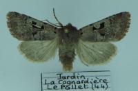 Orthosia gothica