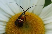 Adela australis