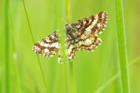 Ematurga atomaria