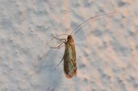 Nematopogon adansoniella