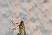 Nematopogon adansoniella