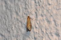 Nematopogon adansoniella