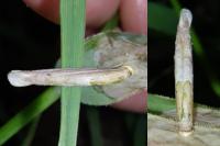 Coleophora solitariella