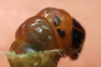 Coleophora flavipennella/lutipennella