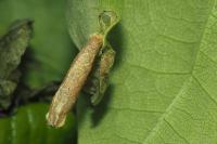 Coleophora flavipennella/lutipennella