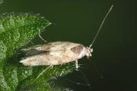 Mompha epilobiella