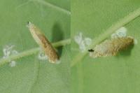 Coleophora flavipennella/lutipennella