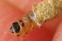Coleophora flavipennella/lutipennella